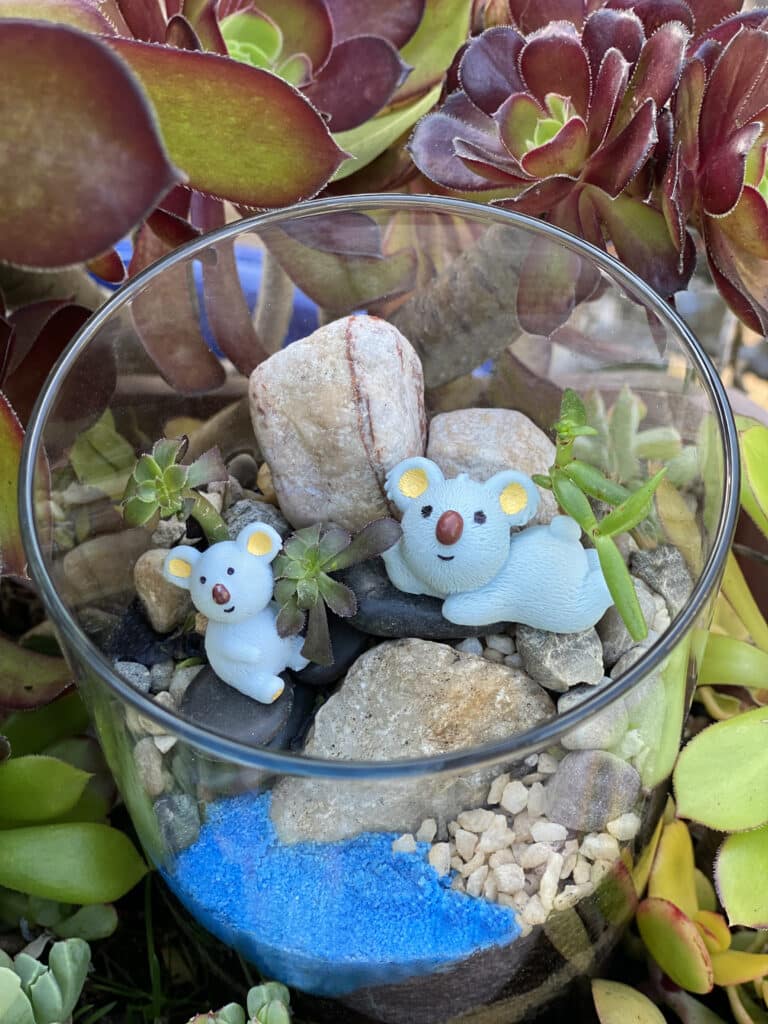 koala terrarium